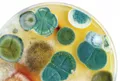 Dangerous Consequences of Mold