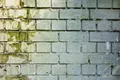 Common Types of Dangerous Mold