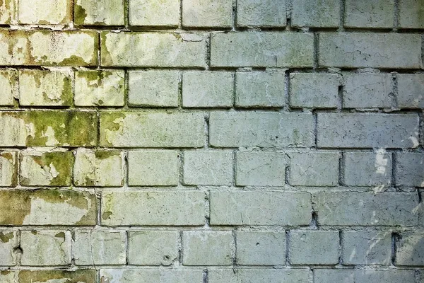 Mold growing on a brick wall