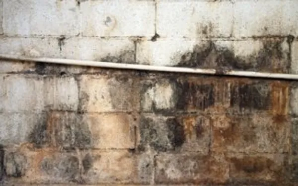 Mold growth in a damp basement