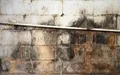 Dealing with Mold Smell