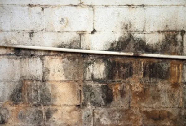 Black mold growing on a wall surface